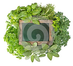 Blank green blackboard with variety fresh herbs photo