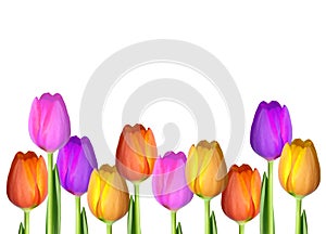 Blank Isolated Tulip Card Background