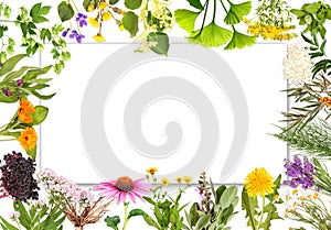 Blank label with medical plants 2