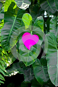 Blank note pad or sticky notes pink on green Leaves background