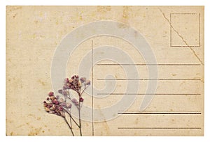 Blank old vintage postcard with dry flower isolated