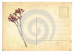 Blank old vintage postcard with dry flower isolated