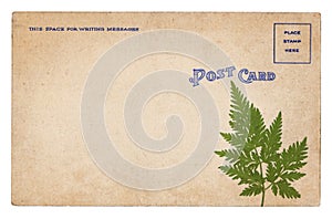 Blank old vintage postcard with dry plant isolated