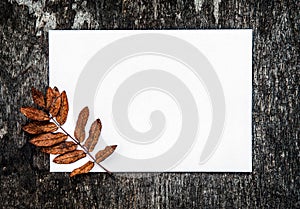 Blank Paper and Autumnal Leaf