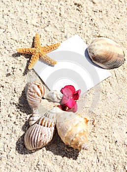 Blank paper beach sand starfish shells summer