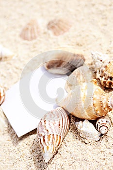 Blank paper beach sand starfish shells summer