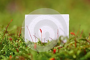 Blank Paper Copy Space on Moss Background Macro
