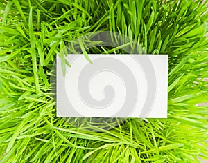 Blank paper on green grass.
