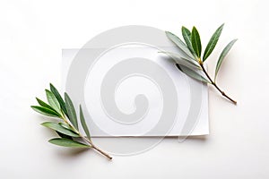 Blank Paper and Olive Branch Isolated on White
