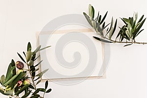 Blank paper and olive branches