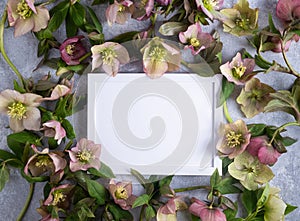 Blank photo frame and flowers hellebores. Floral background. Flat lay and copy space. Top view