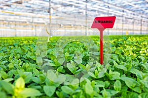 Blank red label amidst herbs growing in greenhouse