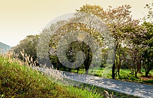 Blank road with blossom tree beside