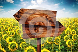 Blank Rustic Opposite Direction Wooden Sign in Sunflower Field
