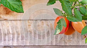 Blank rustic wood panelling with red plum tomatoes, hanging on a vine, clustered. Useful as a graphic banner with copy space.