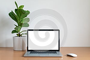 Blank screen of Laptop computer with Fiddle fig