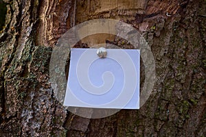 Blank sheet of paper notice sticked to the bark of tree