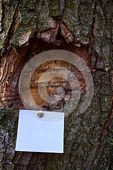 Blank sheet of paper notice sticked to the bark of tree.