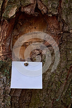Blank sheet of paper notice sticked to the bark of tree
