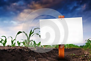 Blank sign in corn agricultural field