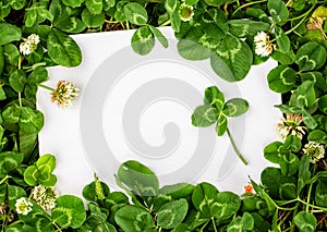 Blank sign with natural fresh shamrocks border and four-leaf clover in the center.