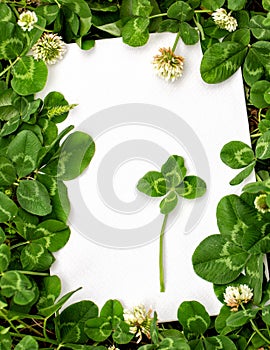 Blank sign with natural fresh shamrocks border and four-leaf clover in the center. St. Patrick`s day frame with clover leaves