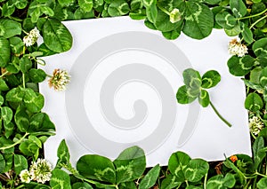 Blank sign with natural fresh shamrocks border and four-leaf clover in the center.