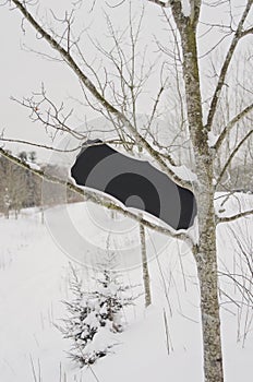 Blank sign in snow covered tree