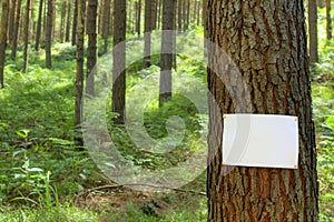 Blank sign on a tree