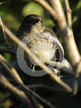 A Blank Stare From An Oriental Magpie-Robin - Female