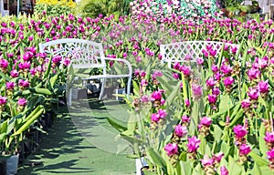 Blank white bench in pink curcuma sessilis gage flower garden outdoor background