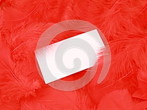 Blank white card on a feather background
