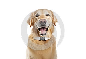 Blank white collar wearing on dog mockup, generated with ai