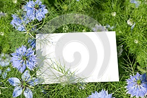 Blank white paper on blue flowers and leaves. Top view