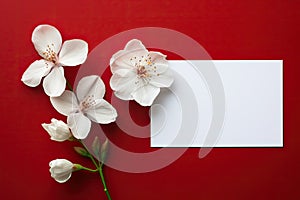 blank white paper with flower on red background, copy space Card for Mothers day, 8 March, Happy Easter. Waiting for spring