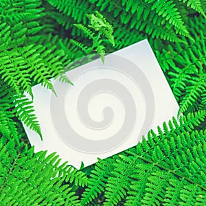 Blank white paper on a green leaves. Top view