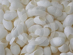Blank White Silk Cocoons