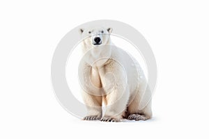 Blank White Wilderness: Majestic Polar Bear Blending with the Arctic Background