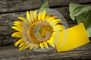 Blank yellow greeting card and a beautiful blooming sunflower on