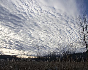 Blanket Of Clouds Over Marsh And Forest