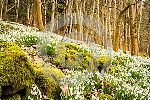 Blanket covering of snowdrops and a moss covered derelict wall