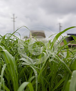 A blanket of dew covers a field of green grass, creating a dreamlike landscape