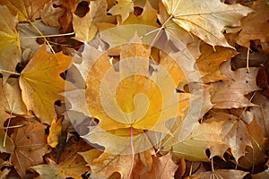 Blanket of fallen maple leaves