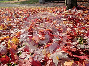 Blanket of fallen maple leaves in a park in autumn.