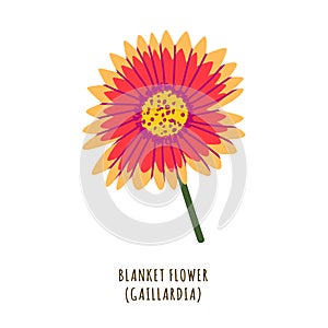Blanket flower