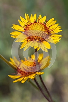 Blanket Flower