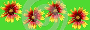 Blanket flower