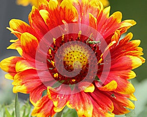 Blanket Flower and Bug