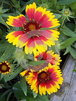 Blanket flower - close up