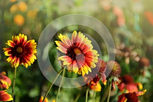 Blanket flower Gaillardia flowers blooming